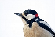 Great Spotted Woodpecker use an anvil on which to hammer cones, nuts, hard fruits and acorns  -  (Photo Great Spotted Woodpecker portrait of a male in winter)