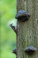 Buntspecht Weibchen mit Futter fuer die Jungvoegel an der Bruthoehle, die Hoehle liegt direkt unterhalb des Baumpilzes, Dendrocopus major, Great Spotted Woodpecker female with food for the young birds at the breeding burrow, the tree hole is directly below the polypore