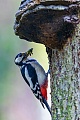 Buntspecht Weibchen mit Futter fuer die Jungvoegel an der Bruthoehle, die Hoehle liegt direkt unterhalb des Baumpilzes, Dendrocopus major, Great Spotted Woodpecker female with food for the young birds at the breeding burrow, the tree hole is directly below the polypore