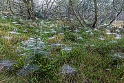 An einem nebligen Morgen sieht man im Duenenwald die unzaehligen Spinnennetze, Midtjylland  -  Danmark, On a foggy morning you can see the countless spider webs in the dune forest