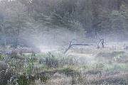 Auenlandschaft im Morgennebel in Mydtjylland, Klosterhede Plantage  -  Daenemark, Pastureland with morning fog in Mydtjylland