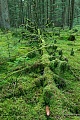 Langsam vermodert eine umgestuerzte Fichte auf dem Waldboden und wird von Moosen ueberwuchert, ein kleiner Maerchenwald entsteht