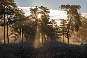 Nach einer kalten Nacht kaempfen sich in einem Wald die ersten Strahlen der Morgensonne durch den Nebel, Daenemark  -  Denmark, After a cold night, the first rays of the morning sun fight their way through the fog in a forest