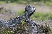 Auf den grossen Heideflaechen Daenemarks gehen seltene Tiere auf die Jagd, hier schnappt eine Holzschlange nach einem Bueschel Heidekraut, Daenemark  -  Denmark  -  Danmark, Rare animals hunt on the great heathlands of Denmark, here a timber snake snatches at a clump of heather