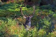 Damwild ist die am haeufigsten vorkommende Hirschart in Grossbritannien  -  (Foto Damhirsch), Dama dama, Fallow Deer is the most common deer species in the UK  -  (Photo buck)