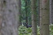 A black Fallow Deer buck watches me despite camouflage, you always have to remember to avoid hectic movements