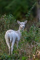 Only the soft sound of the camera trigger attracts the interest of the white Fallow Deer doe from time to time