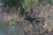 Ein Damschaufler mit abgebrochenem Geweih aeugt zum Brunftplatz, Dama dama, A Fallow Deer buck with broken antler looks towards the rutting ground