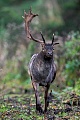 A Fallow Deer buck with broken antler runs directly towards me and I hope that he changes direction in time, at the end he takes a game path only 5 m away and moves to the rutting place
