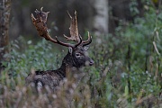 Ein anderer Damhirsch erscheint vor meinem Versteck, Dama dama, Another Fallow Deer buck appears in front of my hide