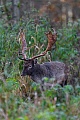 Ein weiterer Damhirsch erscheint vor meinem Versteck, Dama dama, Another Fallow Deer buck appears in front of my hide