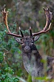 Ein letzter Blick vom Damhirsch, dann setzt dieser seinen Weg fort, Dama dama, A last look from the Fallow Deer buck, then he continues his way