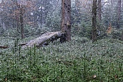 Spaeter Wintereinbruch im Wald