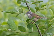 Eine maennliche Dorngrasmuecke sucht in einer Weide nach Nahrung, Sylvia communis, A male Common Whitethroat searches for food in a willow tree