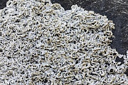 The white living tubes of the Keelworm are about 4 cm long and 3 mm wide  -  (Keel Worm - Photo Keelworm, the living tubes in the intertidal zone on a rock at the Danish North Sea coast)