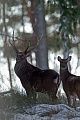 Dybowski-Hirsch, das Kalb wird manchmal ueber 10 Monate vom Muttertier gesaeugt  -  (Sikahirsch - Foto Sikahirsch und Sikatier im Winter), Cervus nippon - Cervus nippon hortulorum - Cervus nippon mantchuricus - Cervus nippon dybowskii, Manchurian Sika Deer, the fawn is nursed for up to 10 months  -  (Dybowskis Sika Deer - Photo Sika Deer stag and hind in winter)