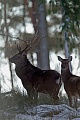 Dybowski-Hirsch ist die groesste Unterart aus der Familie der Sikahirsche  -  (Sikahirsch - Foto Sikahirsch und Sikatier im Winter), Cervus nippon - Cervus nippon hortulorum - Cervus nippon mantchuricus - Cervus nippon dybowskii, Manchurian Sika Deer is the largest subspecies of sika deer  -  (Dybowskis Sika Deer - Photo Sika Deer stag and hind in winter)