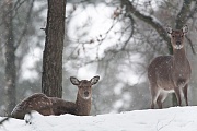 Dybowski-Hirsch, speziell in Osteuropa wird diese Tierart in bestimmten Gebieten fuer die jagdliche Nutzung  ausgewildert  -  (Sikahirsch - Foto Sikatiere im Schneegestoeber), Cervus nippon - Cervus nippon hortulorum - Cervus nippon mantchuricus - Cervus nippon dybowskii, Manchurian Sika Deer, in Europe there are many breeding programs for hunting  -  (Dybowskis Sika Deer - Photo Sika Deer hinds in driving snow)