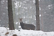 Dybowski-Hirsch ist die groesste Unterart aus der Familie der Sikahirsche  -  (Sikahirsch - Foto Sikahirschspiesser im Schneegestoeber), Cervus nippon - Cervus nippon hortulorum - Cervus nippon mantchuricus - Cervus nippon dybowskii, Manchurian Sika Deer is the largest subspecies of sika deer  -  (Dybowskis Sika Deer - Photo Sika Deer brocket in driving snow)