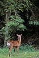 Dybowski-Hirsch, das Kalb wird manchmal ueber 10 Monate vom Muttertier gesaeugt  -  (Sikahirsch - Foto Sikatier in der Sommerdecke), Cervus nippon - Cervus nippon hortulorum - Cervus nippon mantchuricus - Cervus nippon dybowskii, Manchurian Sika Deer, the fawn is nursed for up to 10 months  -  (Dybowskis Sika Deer - Photo Sika Deer hind in summer coat)