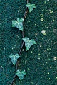 Die Fruechte vom Efeu erreichen die Reife zwischen Januar und April  -  (Eppich - Foto Efeu am Stamm einer Rotbuche), Hedera helix, Common Ivy, the fruit are ripening between January and April  -  (European Ivy - Photo Common Ivy on the trunk of a Common Beach)