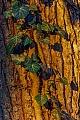 Der Efeu waechst haeufig an Hauswaenden und Baeumen  -  (Eppich - Foto Efeu am Stamm einer Stieleiche), Hedera helix, The Common Ivy grows on house walls and tree trunks  -  (Needlepoint Ivy - Photo Common Ivy on the trunk of a Common Oak)