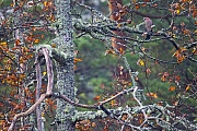 Eichelhaeher, die Jungvoegel schluepfen nach einer Brutzeit von 16 - 17 Tagen  -  (Magolves - Foto Eichelhaeher in einer Eiche), Garrulus glandarius, Eurasian Jay, the young hatch after 16 to 17 days  -  (Jay - Photo Eurasian Jay in an oak tree)