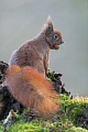 Many hazelnuts are carried away by the Red squirrel and buried in selected places on the forest floor