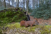 Besides the sense of sight, the sense of smell also plays a big role for the Red squirrels