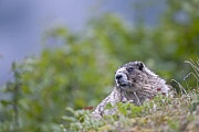Hoary Marmot hibernate7 to 8 months a year in burrows  -  (Photo Hoary Marmot on the Mount Roberts near Juneau in Alaska)