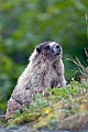 Eisgraue Murmeltiere leben in Kolonien  -  (Foto Eisgraues Murmeltier auf dem Mount Roberts bei Juneau), Marmota caligata, Hoary Marmots live in colonies  -  (Photo Hoary Marmot on the Mount Roberts near Juneau)