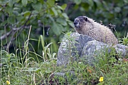 Eisgraues Murmeltier, das Verbreitungsgebiet sind die Bergregionen des nordwestlichen Nordamerika, insbesondere in vielen Gebieten Alaskas  -  (Foto Eisgraues Murmeltier auf einem Felsen), Marmota caligata, Hoary Marmot is found in the mountains of northwest North America  -  (Photo Hoary Marmot sits on a rock)