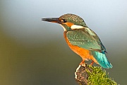 Eisvogel - (Weibchen), Alcedo atthis, River Kingfisher - (female)