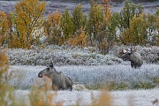 Ab Mitte September beginnen die Elchbullen nach brunftigen Weibchen zu suchen, Alces alces, From mid-September, the bull Moose start looking for females ready to mate