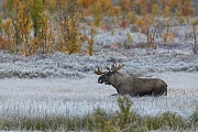 Despite the females receptiveness to mate, the bull Moose dares another approach attempt