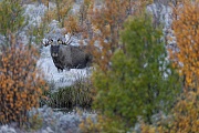 Elchbulle im Herbst, Alces alces, Bull Moose in fall