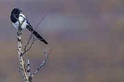 A Magpie in the Norwegian Dovrefjell National Park