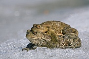 Erdkroeten nutzen ueber Jahre hinweg das gleiche Laichgewaesser  -  (Lork - Foto Erdkroeten auf dem Weg zum Laichgewaesser), Bufo bufo, Common Toad, the adults use the same breeding sites year after year  -  (European Toad - Photo Common Toad amplexus)