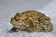 Erdkroete, der Laich wird in Form von Laichschnueren unter Wasser an Pflanzen, Aesten und Steinen befestigt  -  (Krott - Foto Erdkroeten auf dem Weg zum Laichgewaesser), Bufo bufo, Common Toad lays strings of eggs  -  (European Toad - Photo Common Toad amplexus)