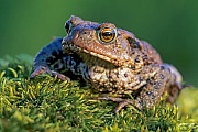 Erdkroeten sind in Gefangenschaft ueber 30 Jahre alt geworden  -  (Lork - Foto Erdkroete Weibchen), Bufo bufo, Common Toads have survived in captivity for over 30 years  -  (European Toad - Photo Common Toad female)