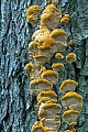 The Alder Bracket is inedible  -  (Polypore Radie - Photo Alder Bracket on an alder tree)
