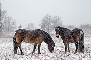 Exmoor-Pony - (Stuten im Schneegestoeber)