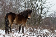 Exmoor-Pony - (Stute im Schnee), Equus ferus caballus, Exmoor Horse - (Mare in snow)
