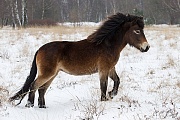Exmoor-Pony - (Stute im Schnee), Equus ferus caballus, Exmoor Horse - (Mare in snow)