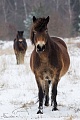 Exmoor-Pony - (Stuten im Schnee), Equus ferus caballus, Exmoor Horse - (Mare in snow)