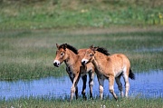 Exmoor-Pony - Fohlen spielen an einem Duenensee - (Exmoor Pony), Equus ferus caballus, Exmoor Pony foals playing at a lake in the dunes