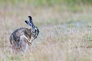 European Hare is herbivorous and during summer they feed on grasses other plants and field crops  -  (Brown Hare - Photo European Hare grooming)