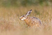 The low camera position provides a soft frame around the European Hare