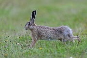When observing the behavior European Hares, you will notice certain recurring behavioral patterns, after extensive grazing, they often stand on their feet and stretch their bodies