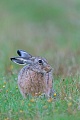 A this years European Hare grazes relaxed in front of the photographer sitting in the car, in regular intervals it observes attentively the surroundings